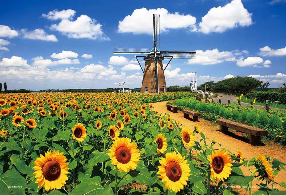 Dutch Windmill and Sunflower